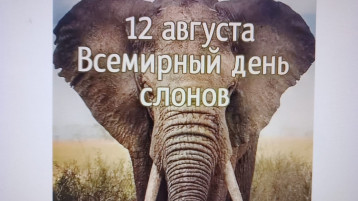Всемирный день слонов Всемирный день слонов.
